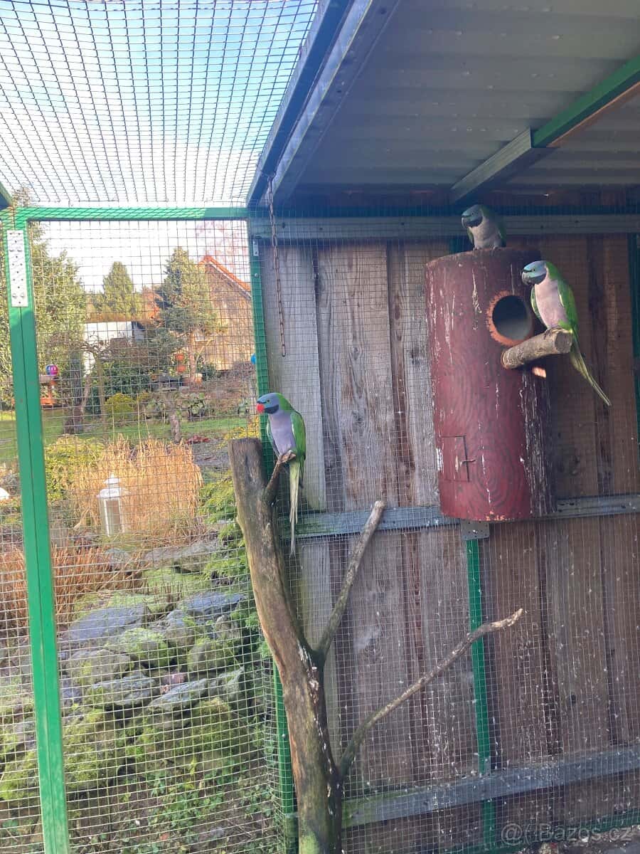 Alexandr čínský 1