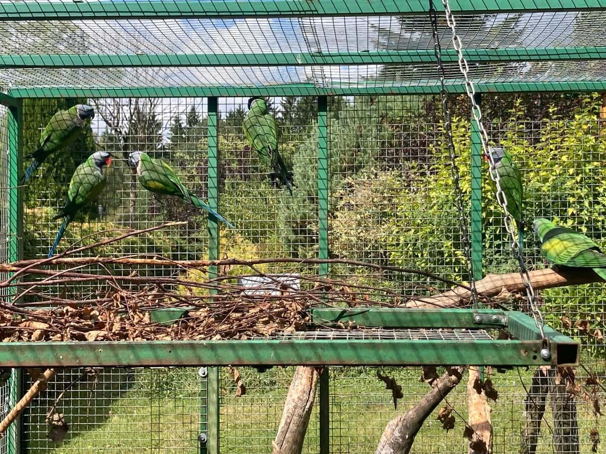 Alexandr čínský 2