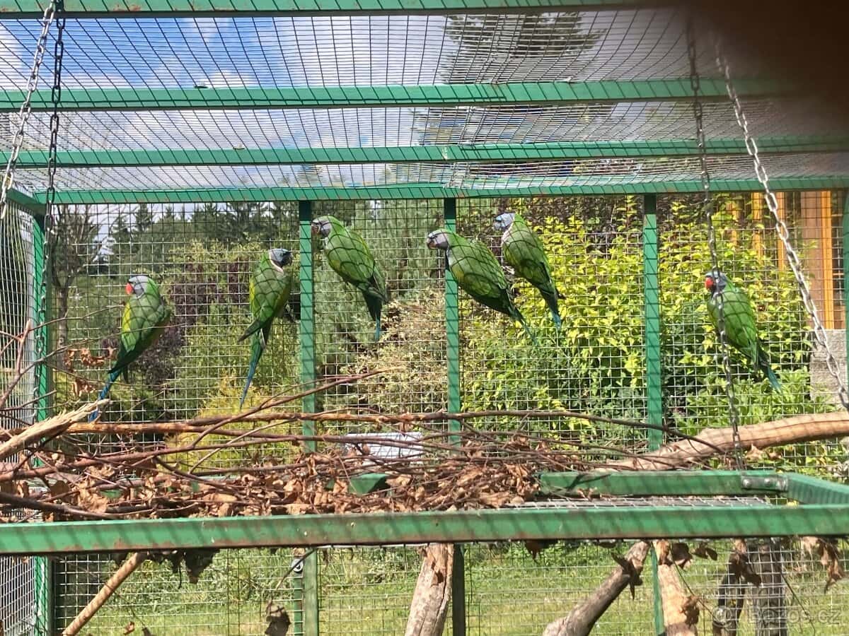 Alexandr čínský 3