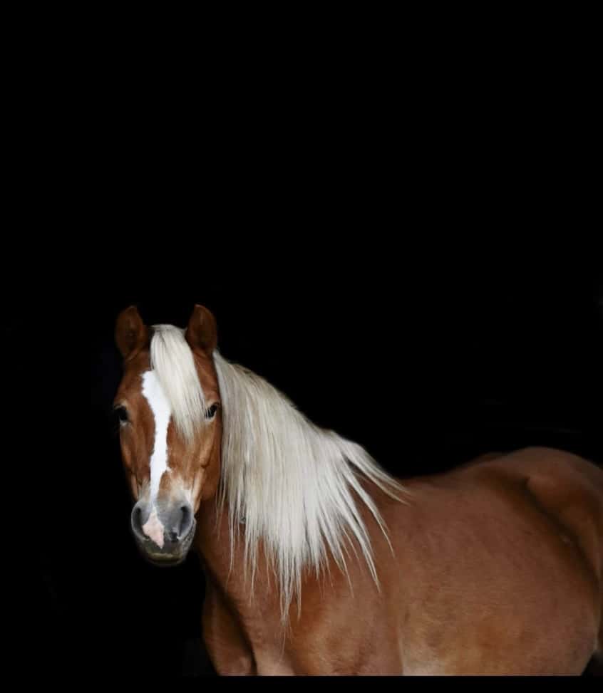 Prodám kobylu Haflinga 2