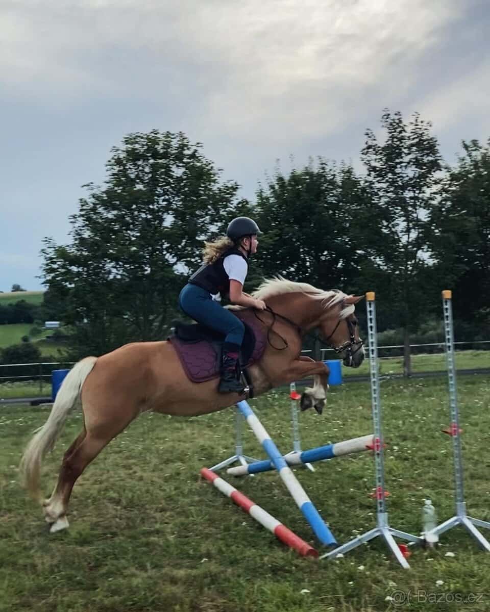 Prodám kobylu Haflinga 3