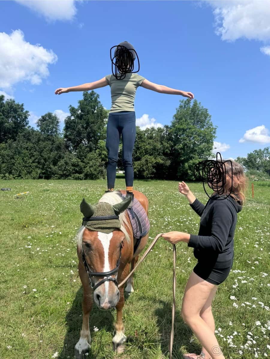 Prodám kobylu Haflinga 5