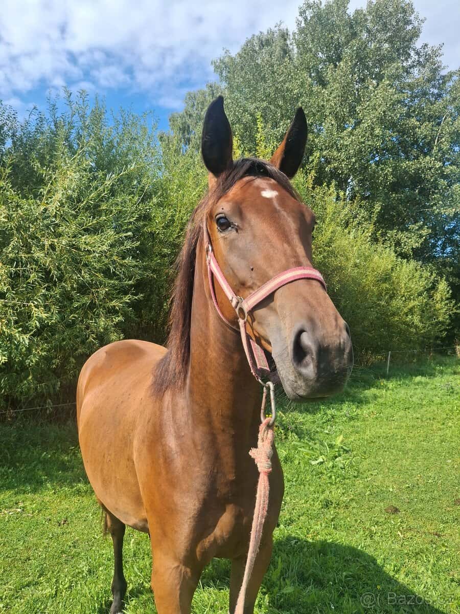 Dvouletá klisnička 1