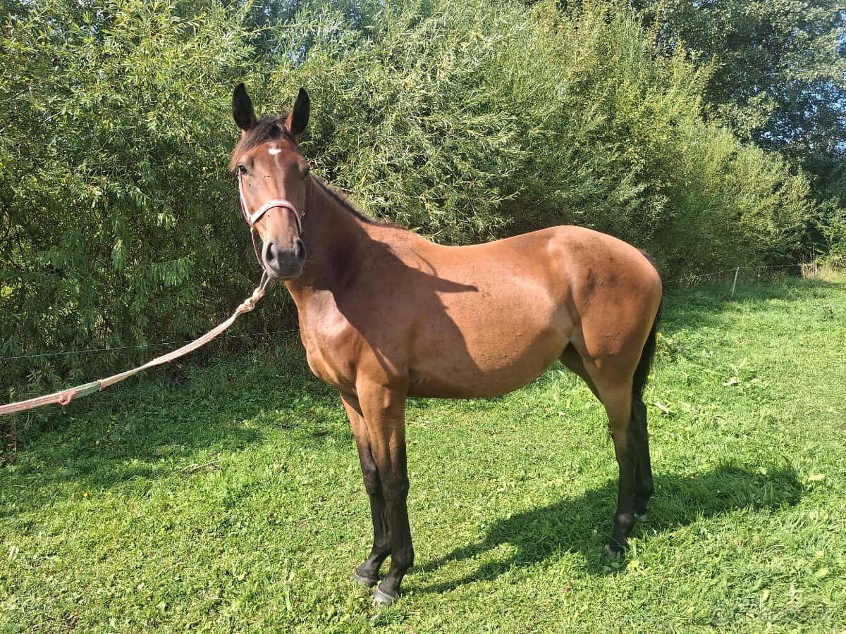 Dvouletá klisnička 2