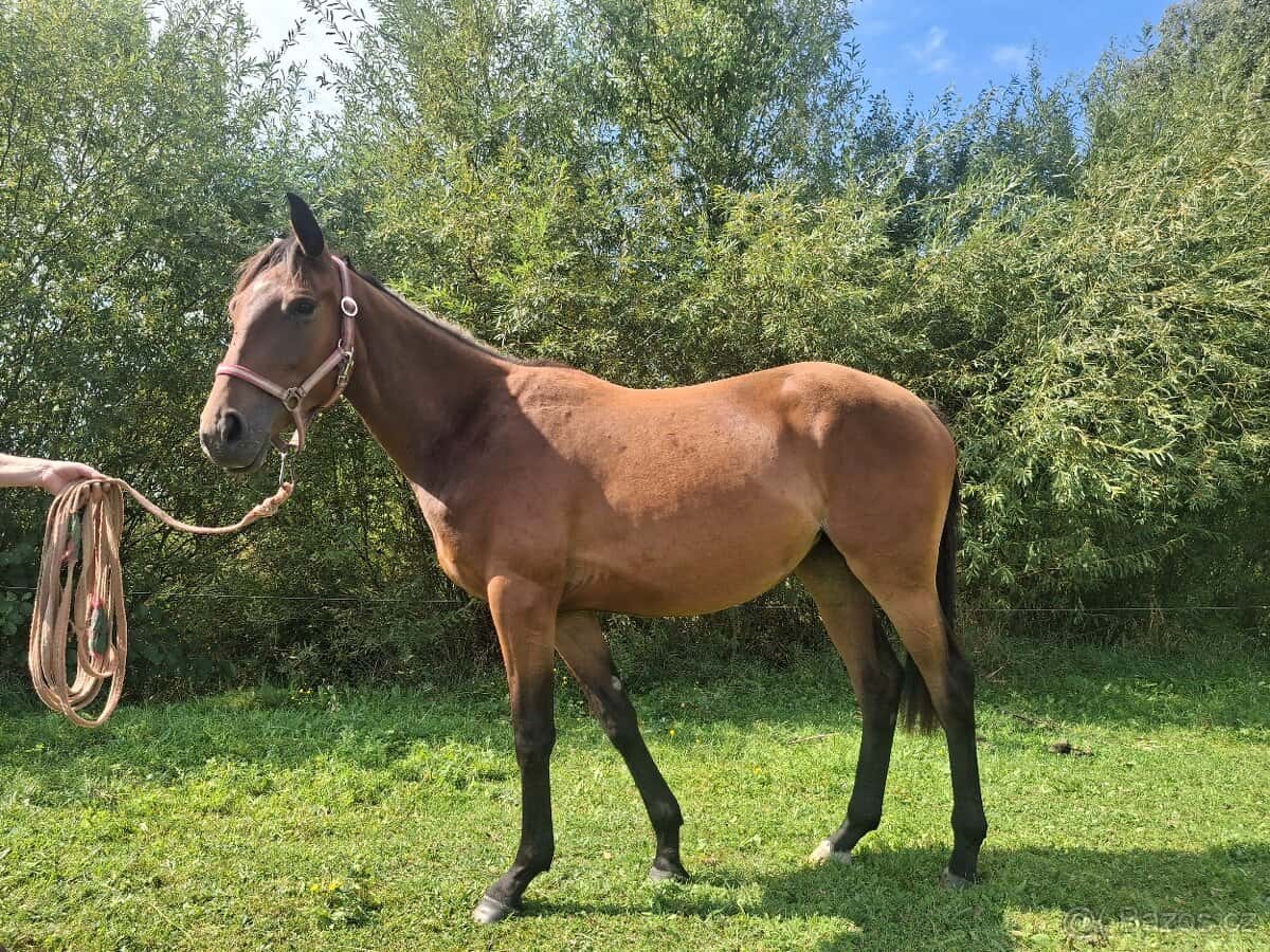 Dvouletá klisnička 4