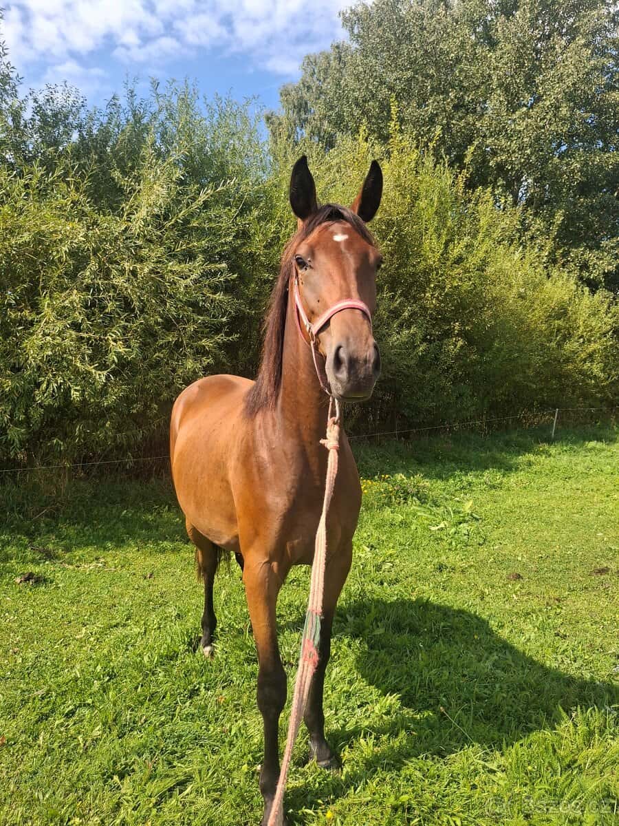 Dvouletá klisnička 5