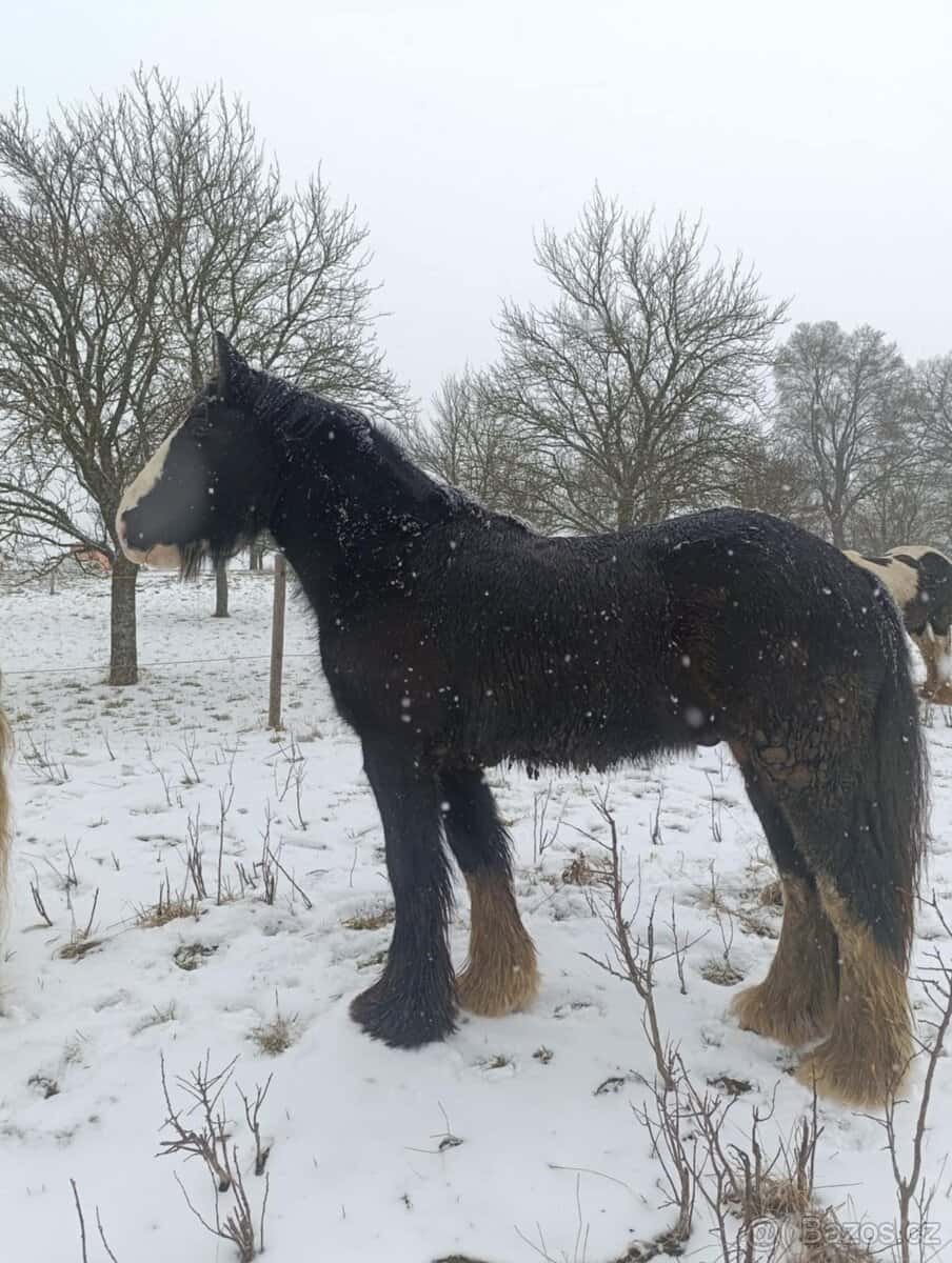 Irský cob - nová cena 1