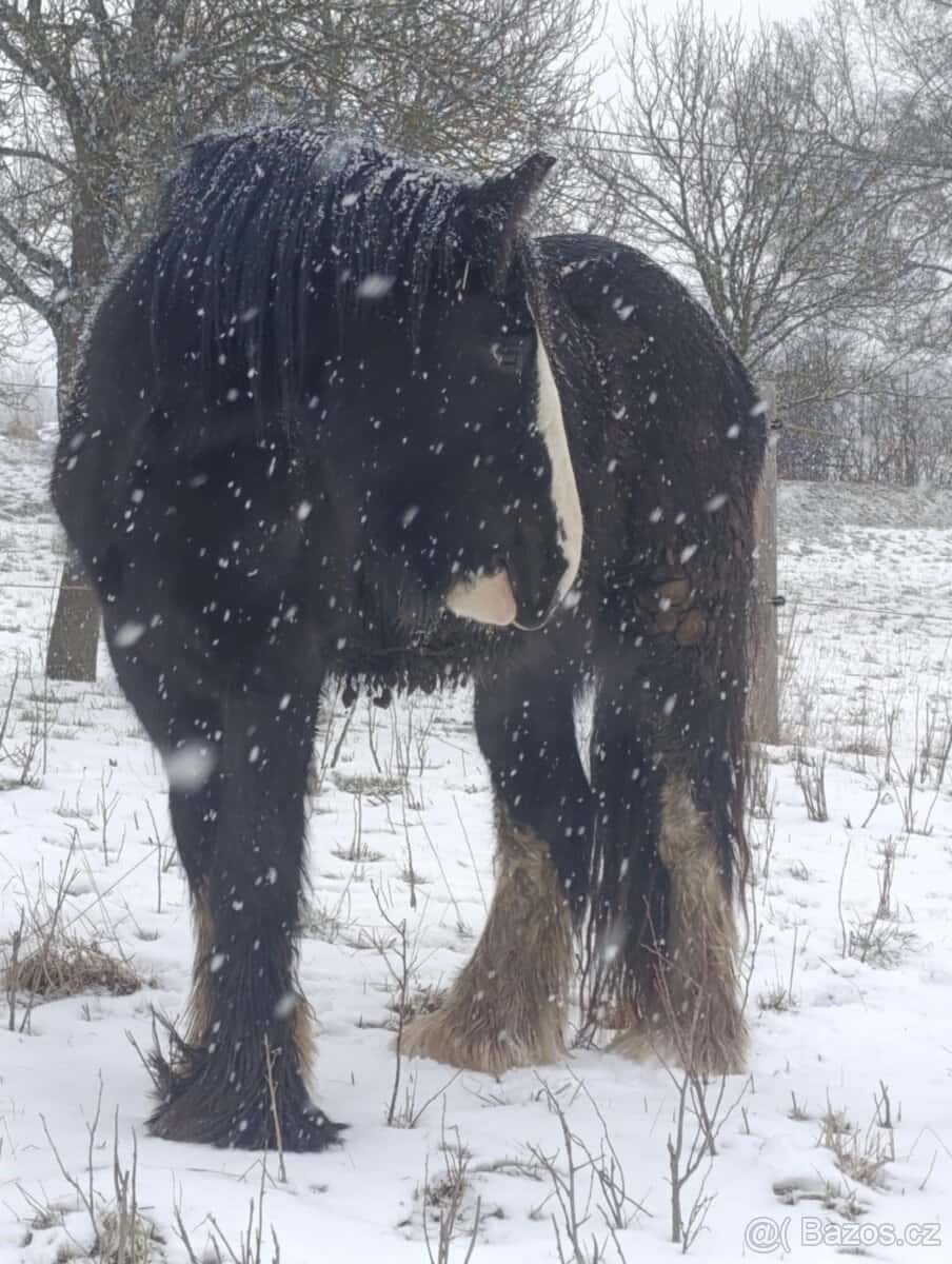 Irský cob - nová cena 3