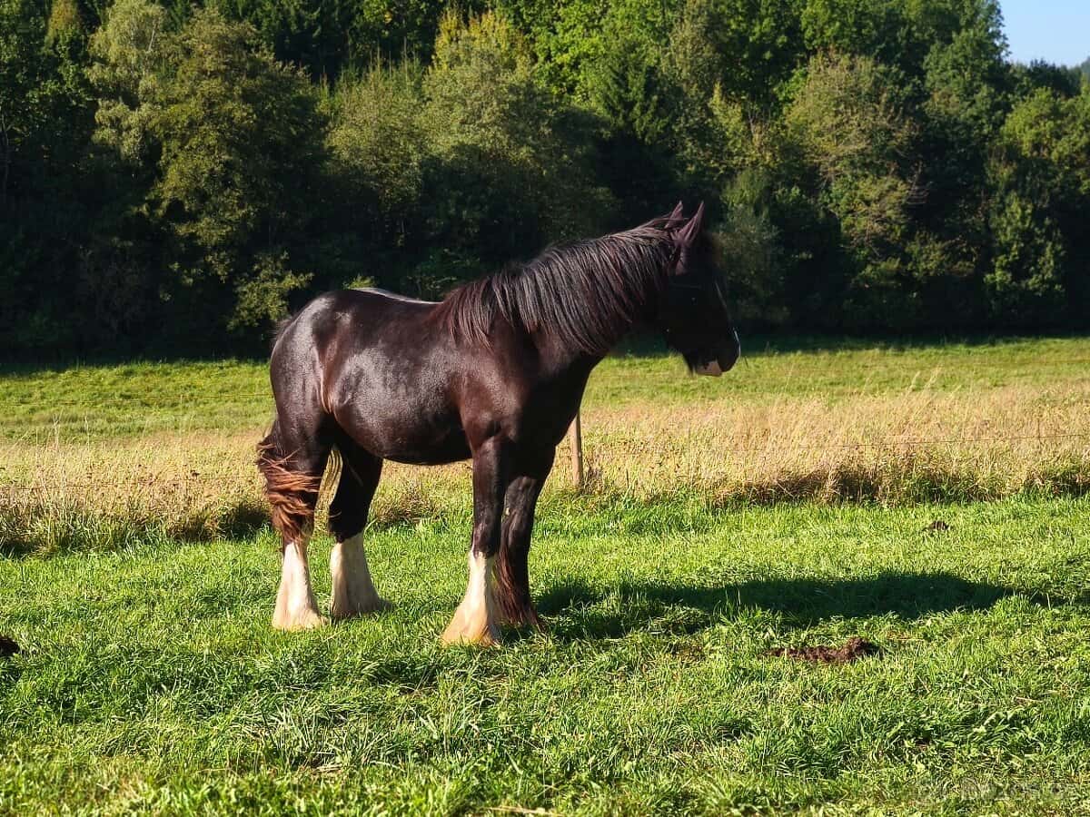 Irský cob - nová cena 5
