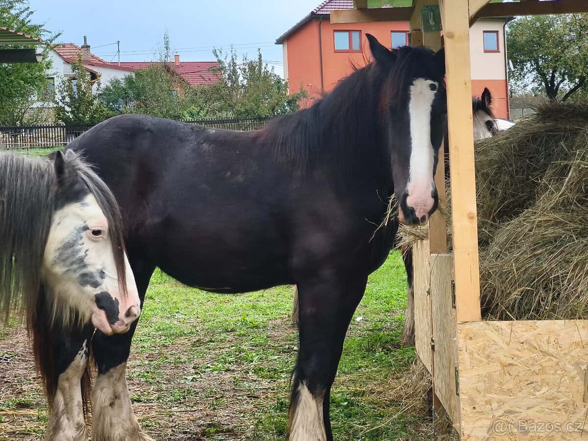 Irský cob - nová cena 8