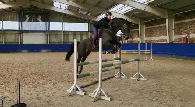 Charakterní hřebec 2