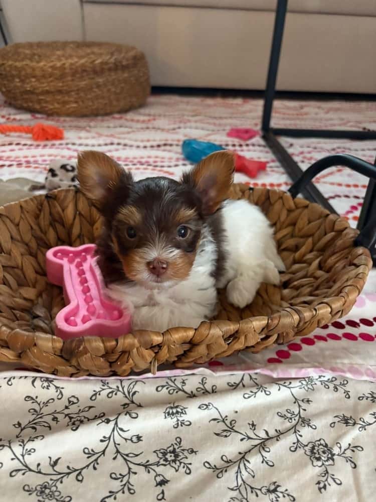 Biewer teriér s PP 2