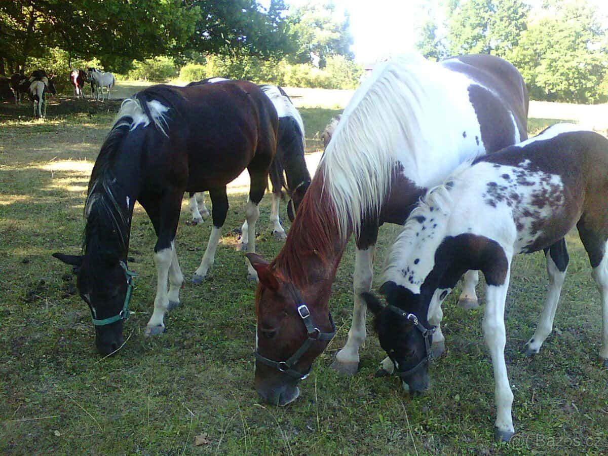 Prodám více koní 8