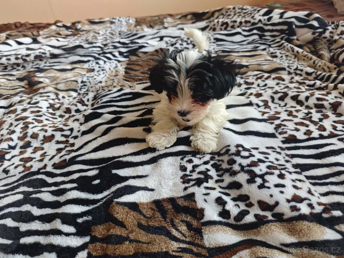 Biewer Jorkšírský Teriér 1