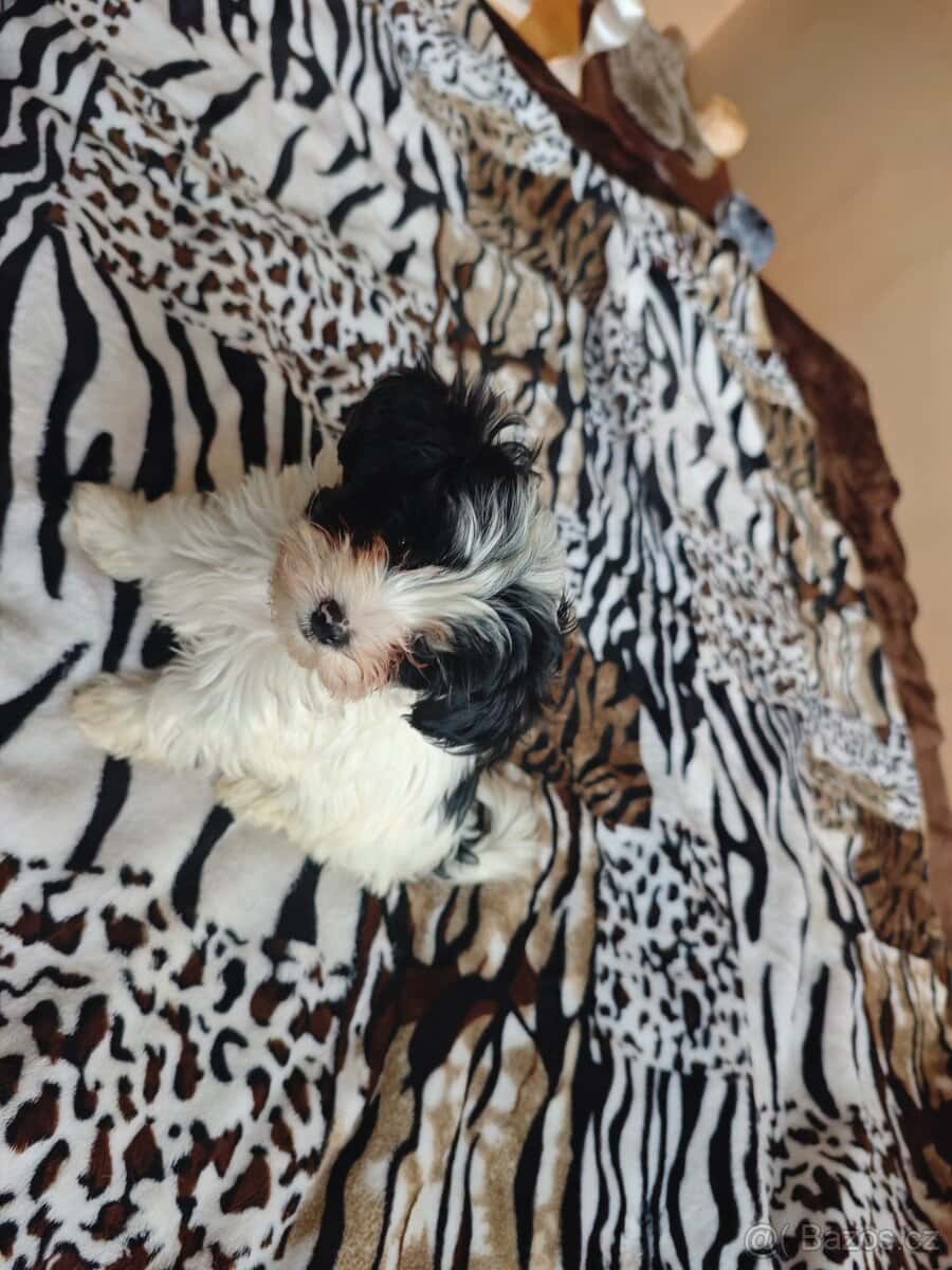 Biewer Jorkšírský Teriér 2