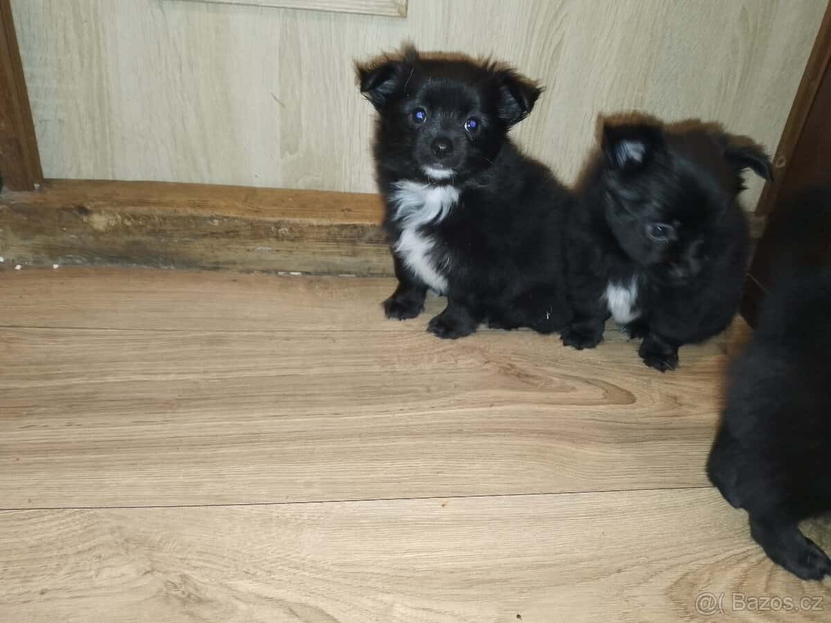 Štěňata čivavy 1