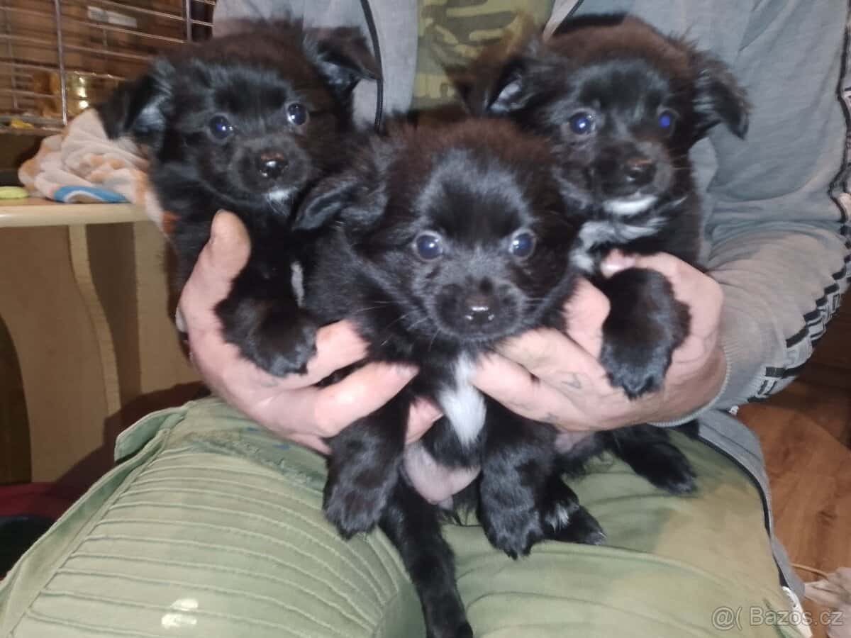 Štěňata čivavy 5