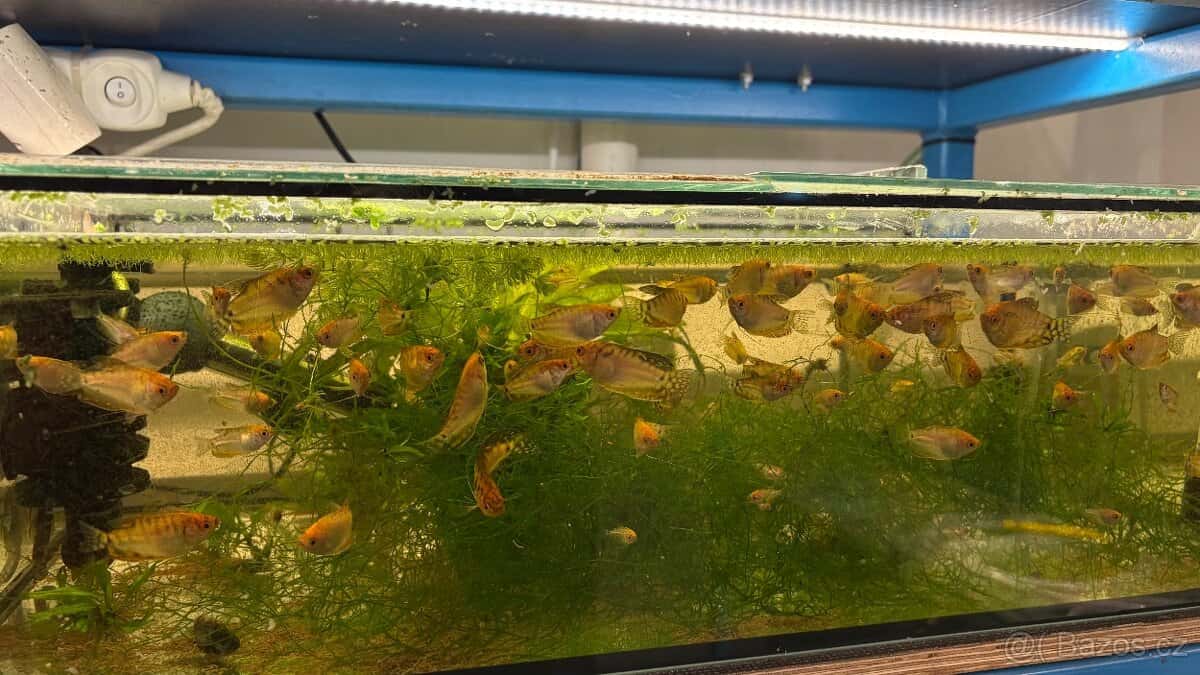 Akvarijní rybičky 5