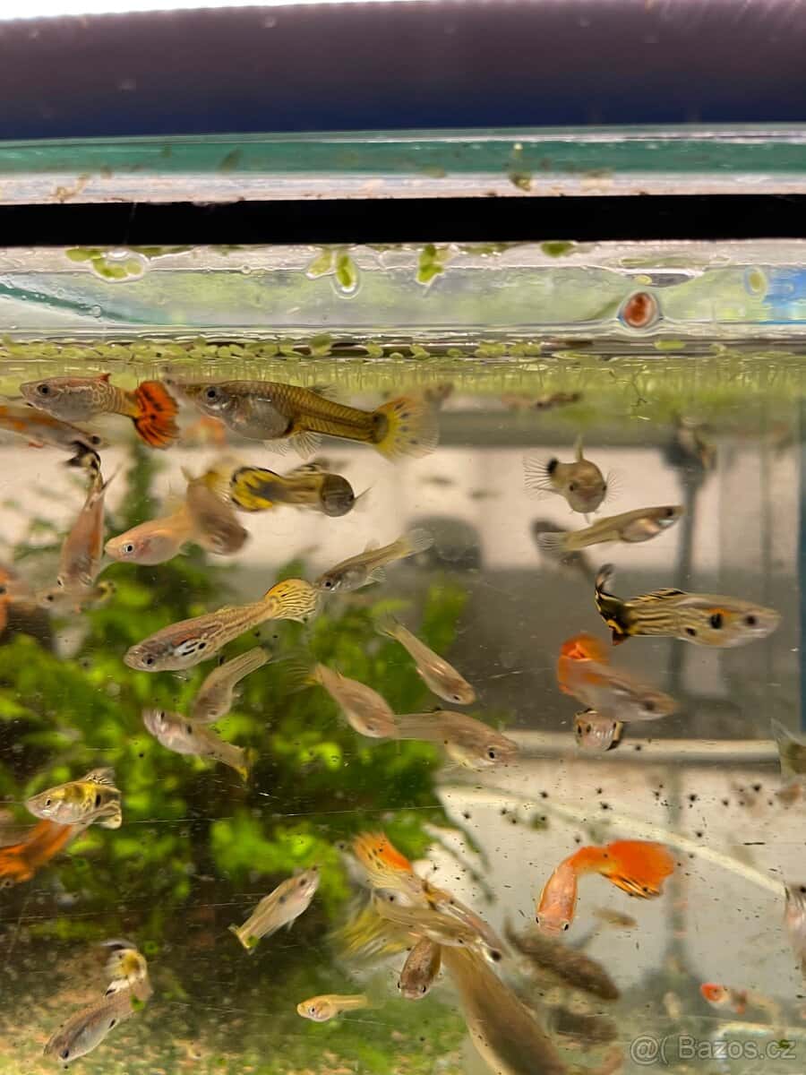 Akvarijní rybičky 8