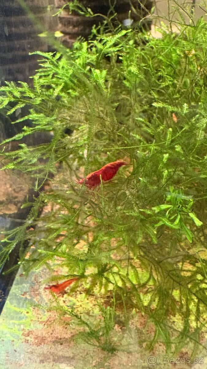 Akvarijní rybičky 12