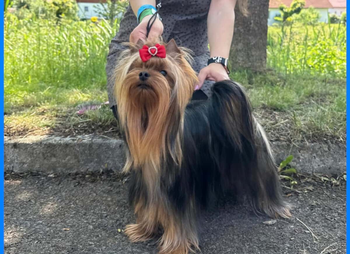 Jorkšírský teriér 4