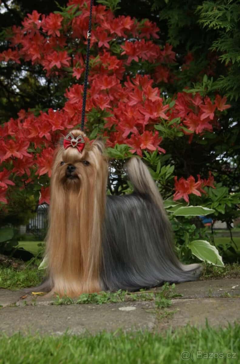 Jorkšírský teriér 6