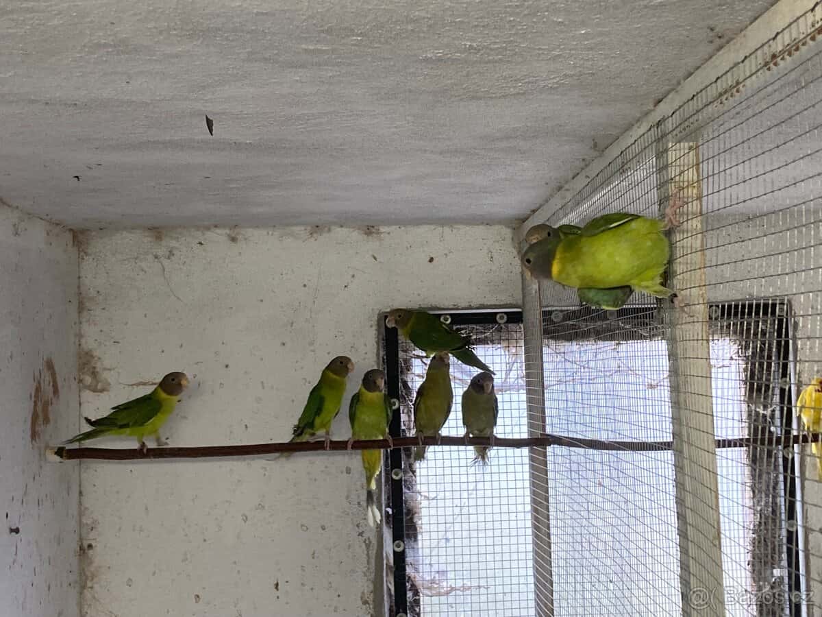 Alexandr rudohlavý 3