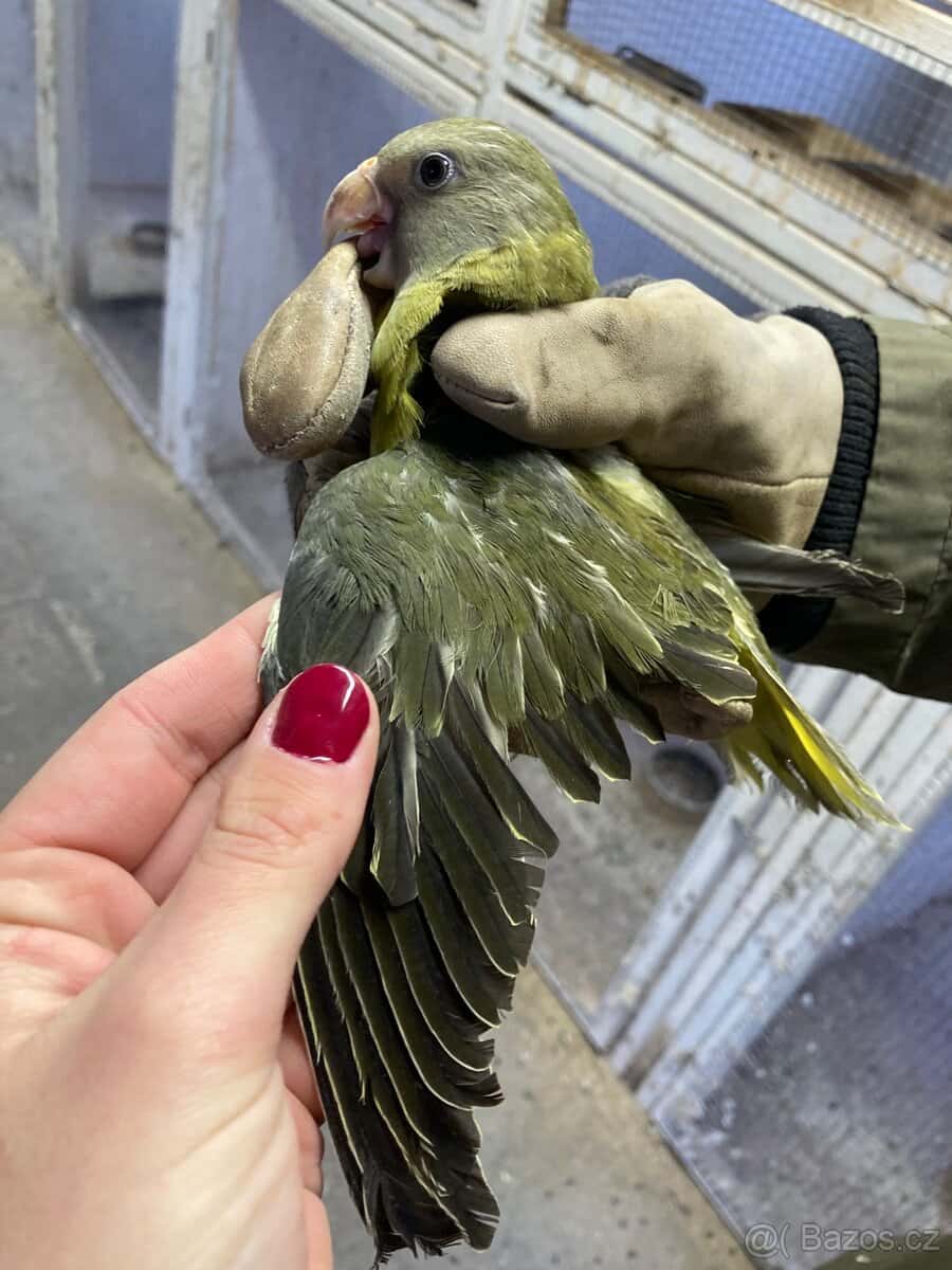 Alexandr rudohlavý 10