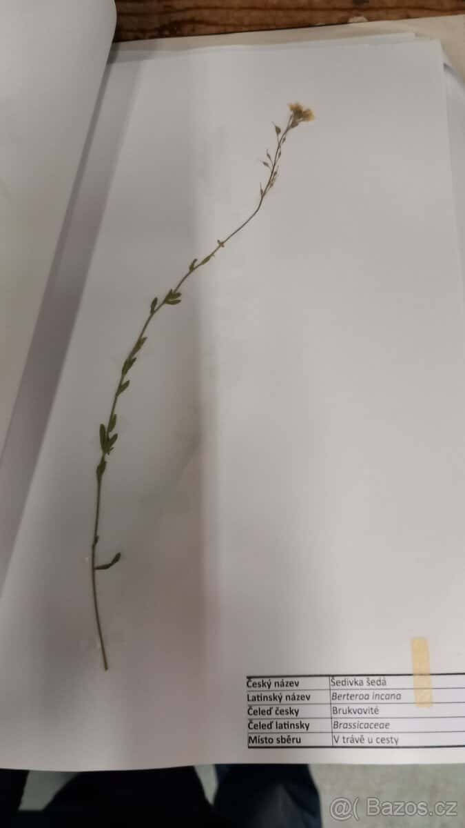 Herbář rostlin 3