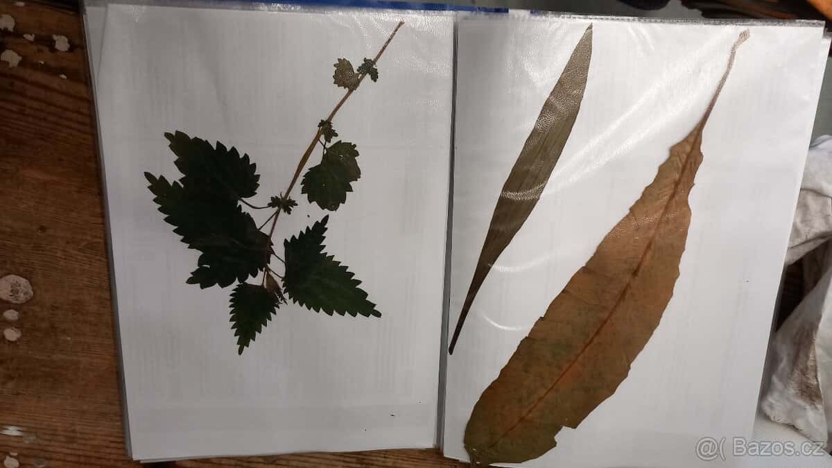 Herbář rostlin 5