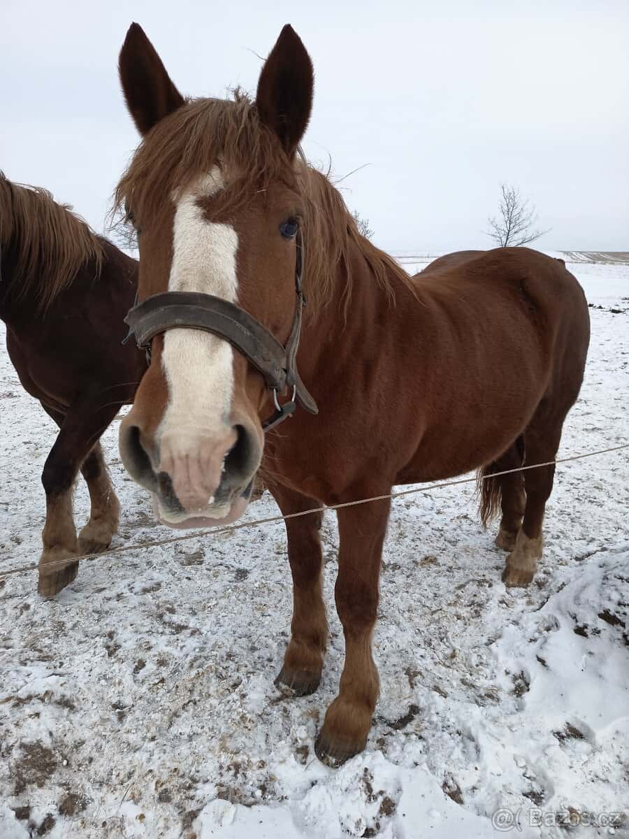 Prodám kobylu 3
