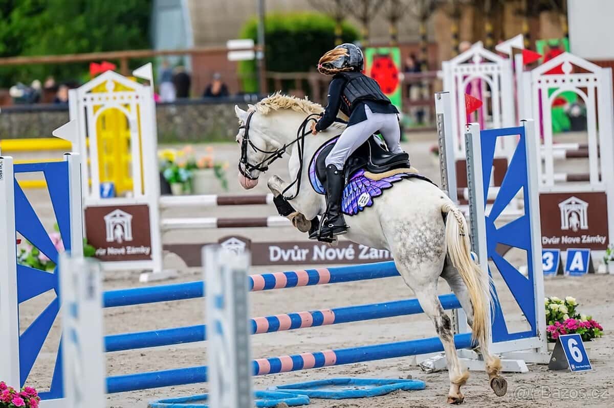 Pony valach kat. A 3