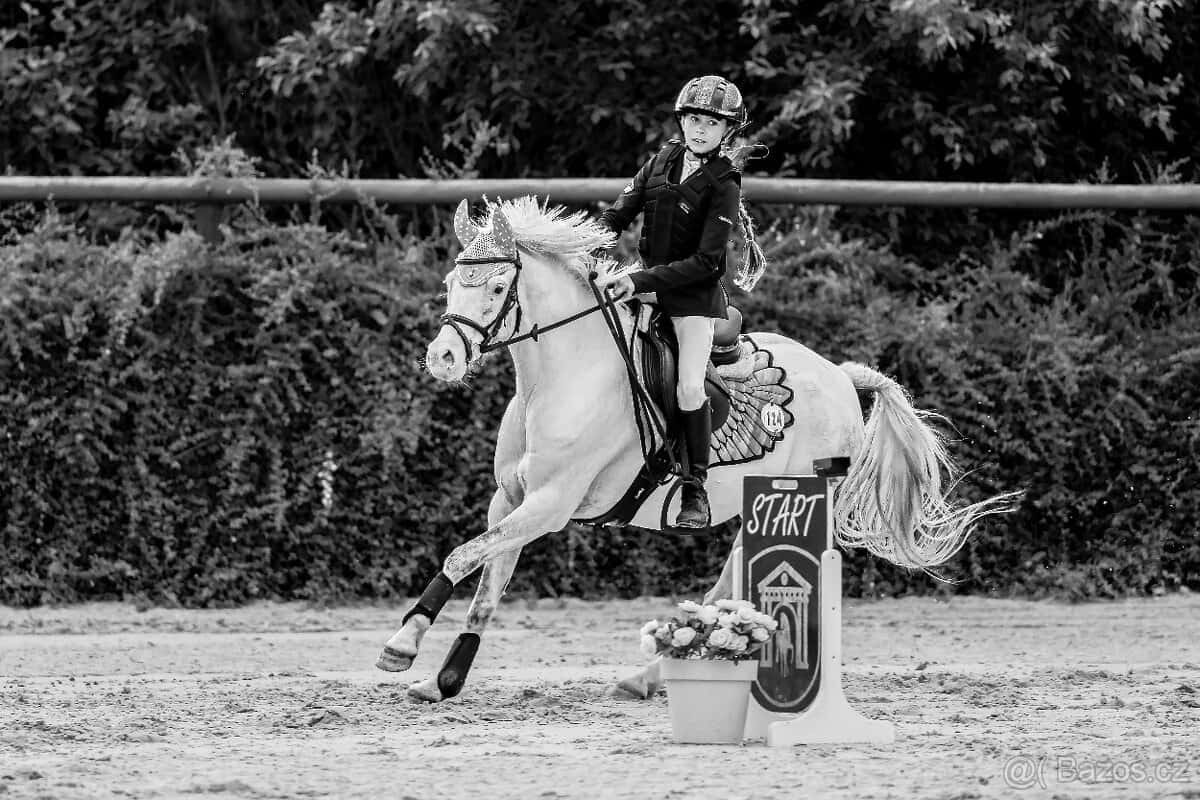 Pony valach kat. A 4