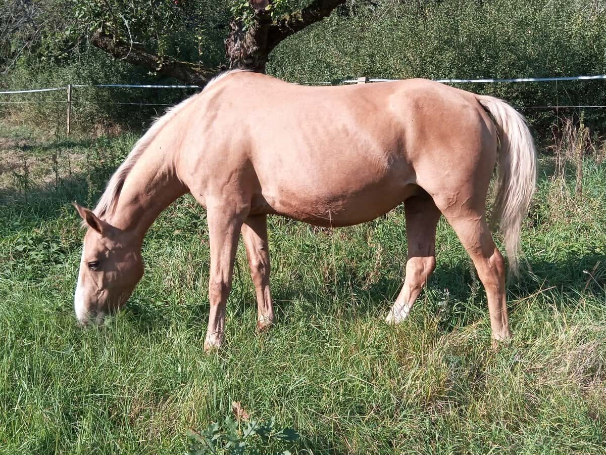 Prodám kobylu 1