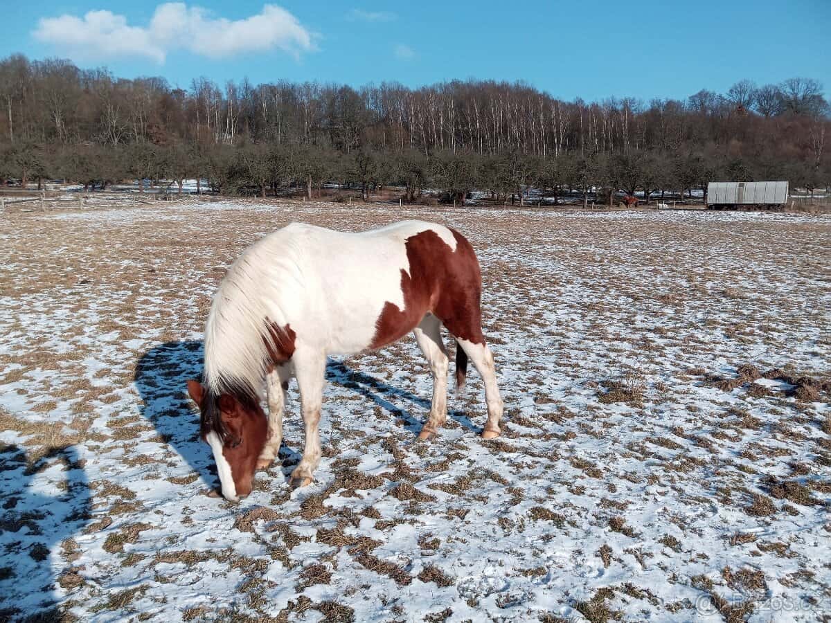 Prodám kobylu 3