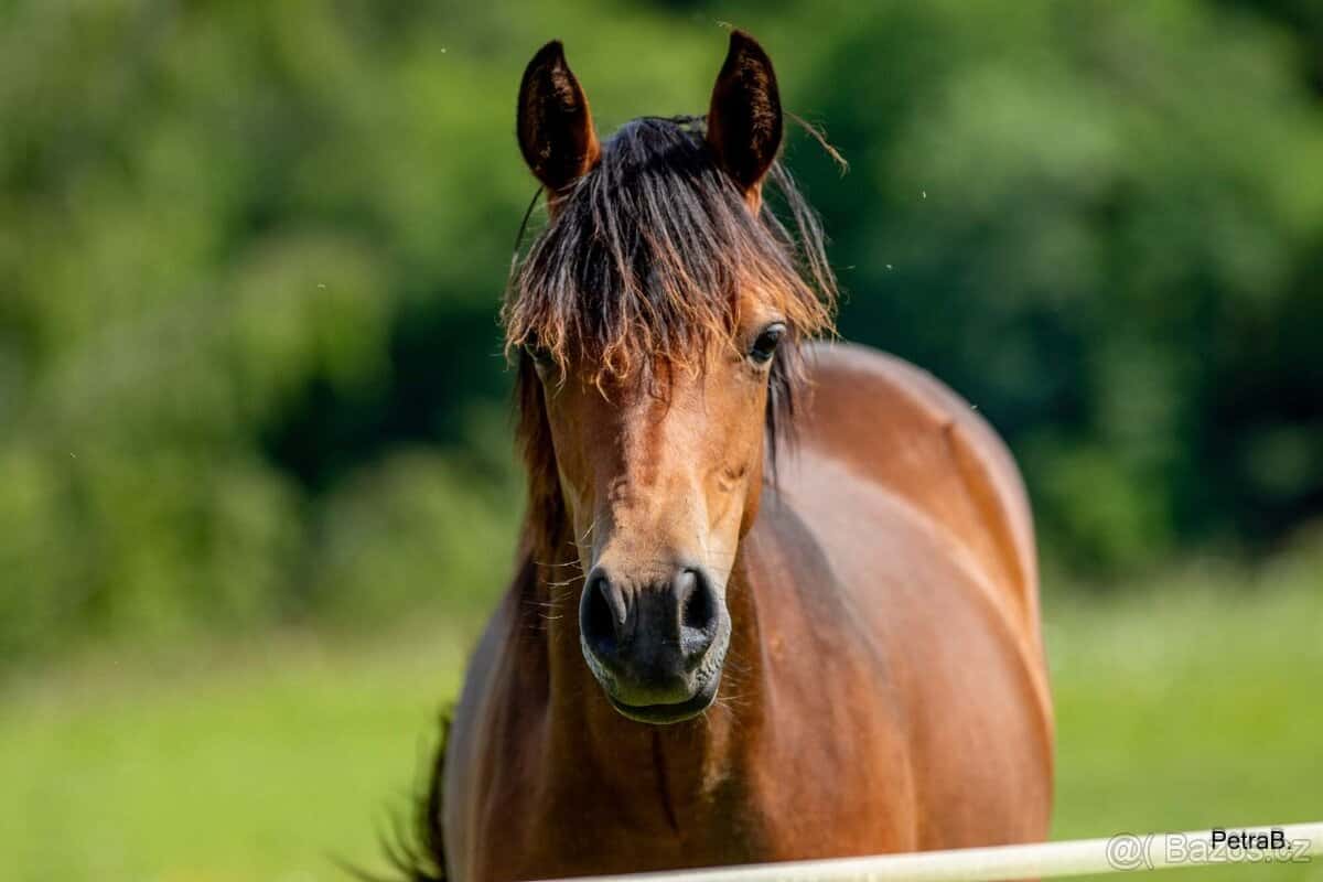 3-letá wpbr klisnička 1