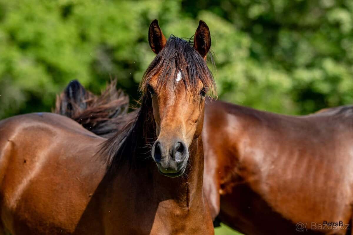 3-letá wpbr klisnička 4
