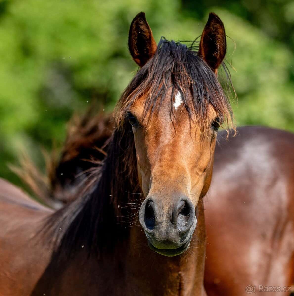 3-letá wpbr klisnička 5