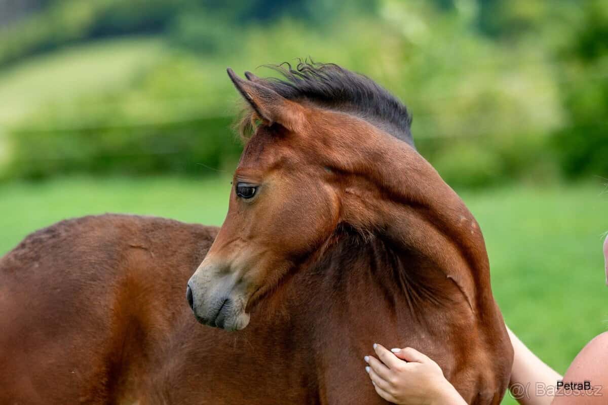 3-letá wpbr klisnička 6