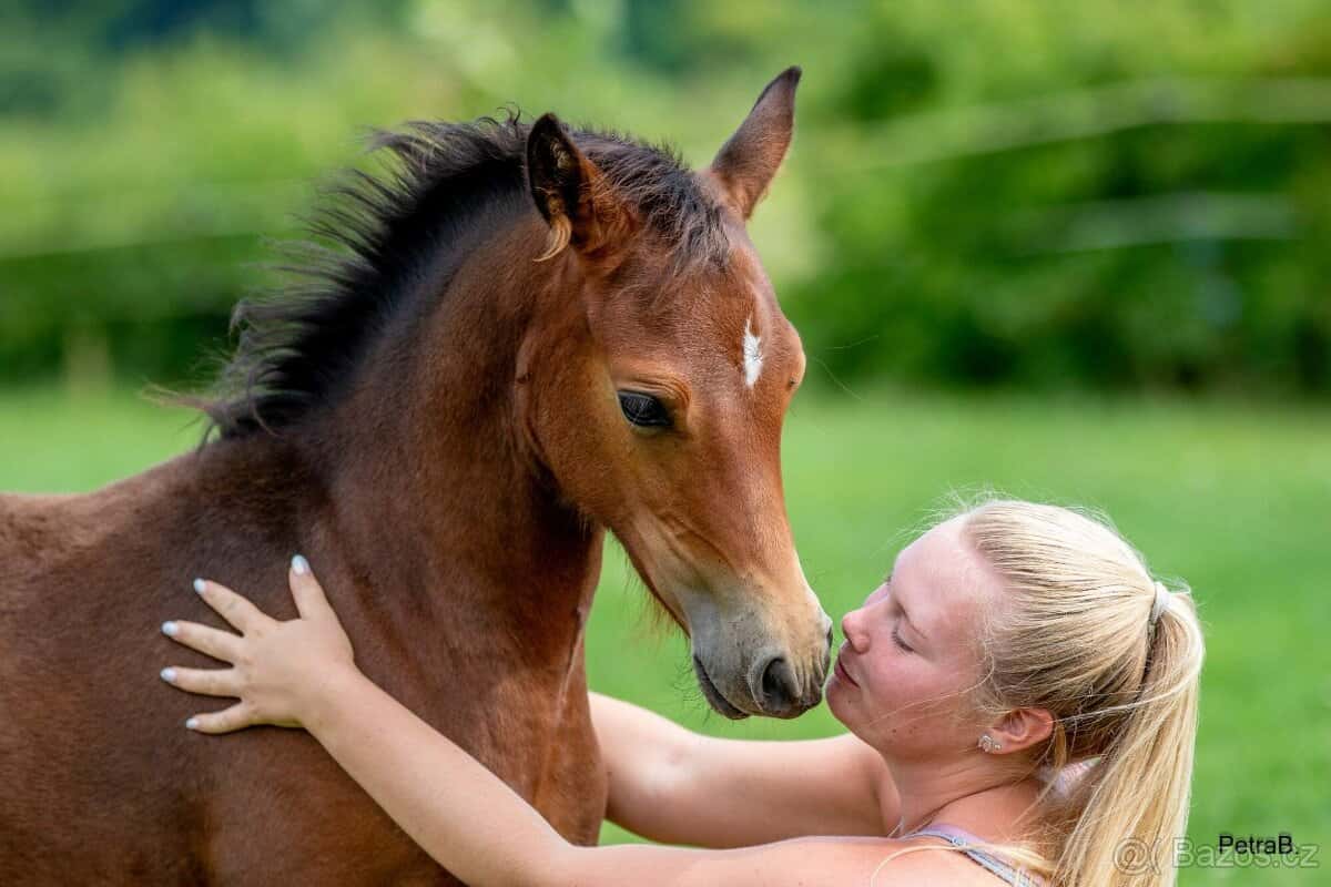 3-letá wpbr klisnička 7