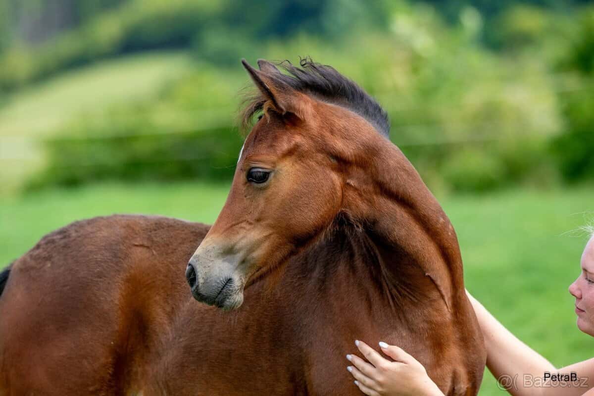 3-letá wpbr klisnička 8