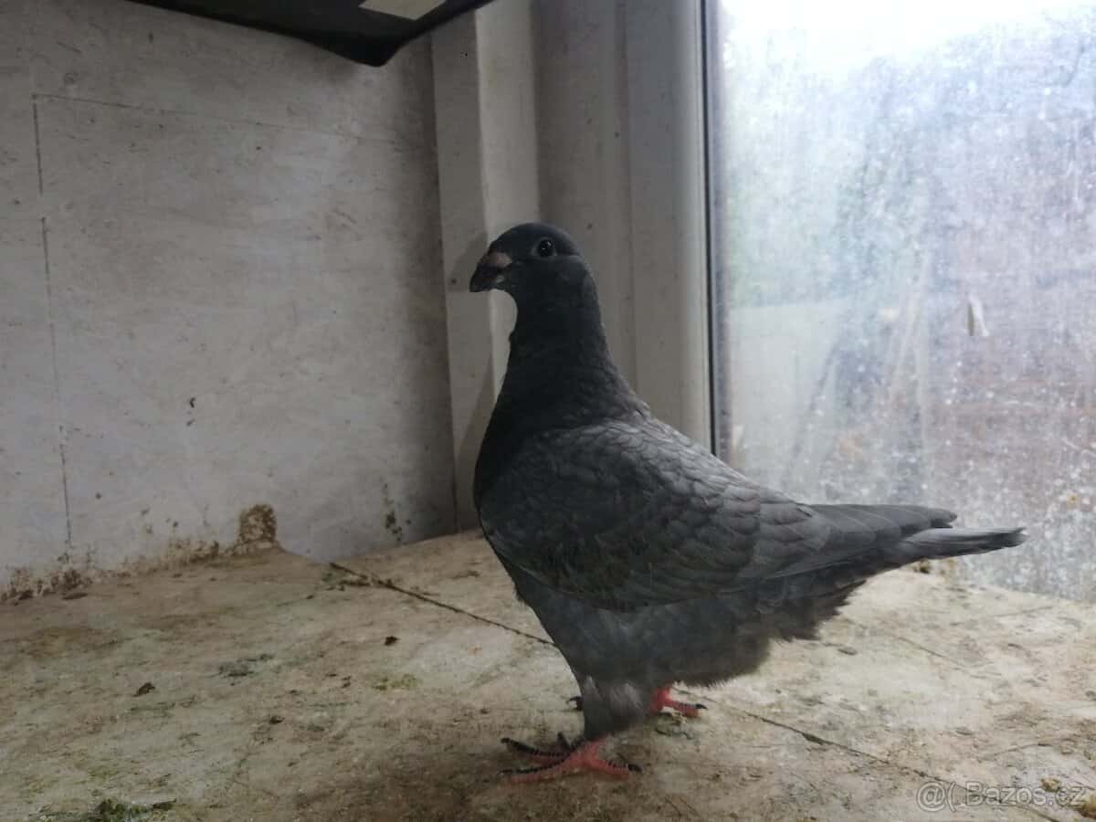 Prodám holuby 3
