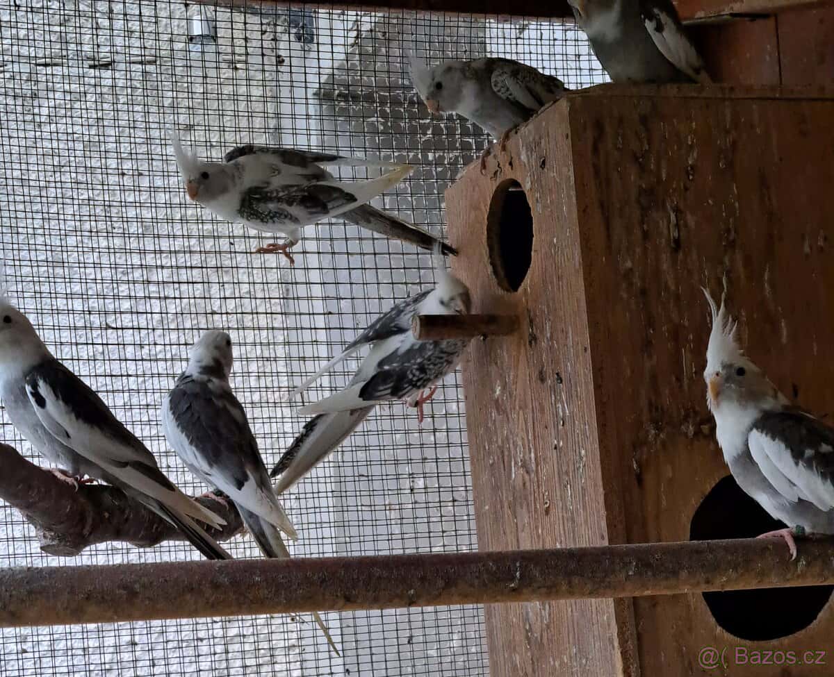 Korely bělohlavé 2