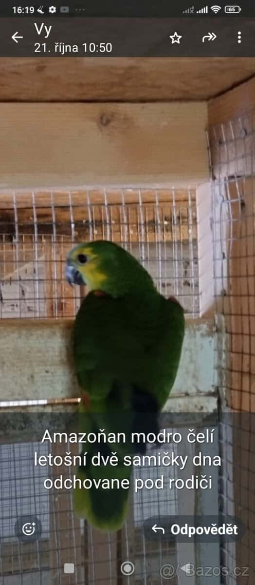 Amazoňan modrocely 1