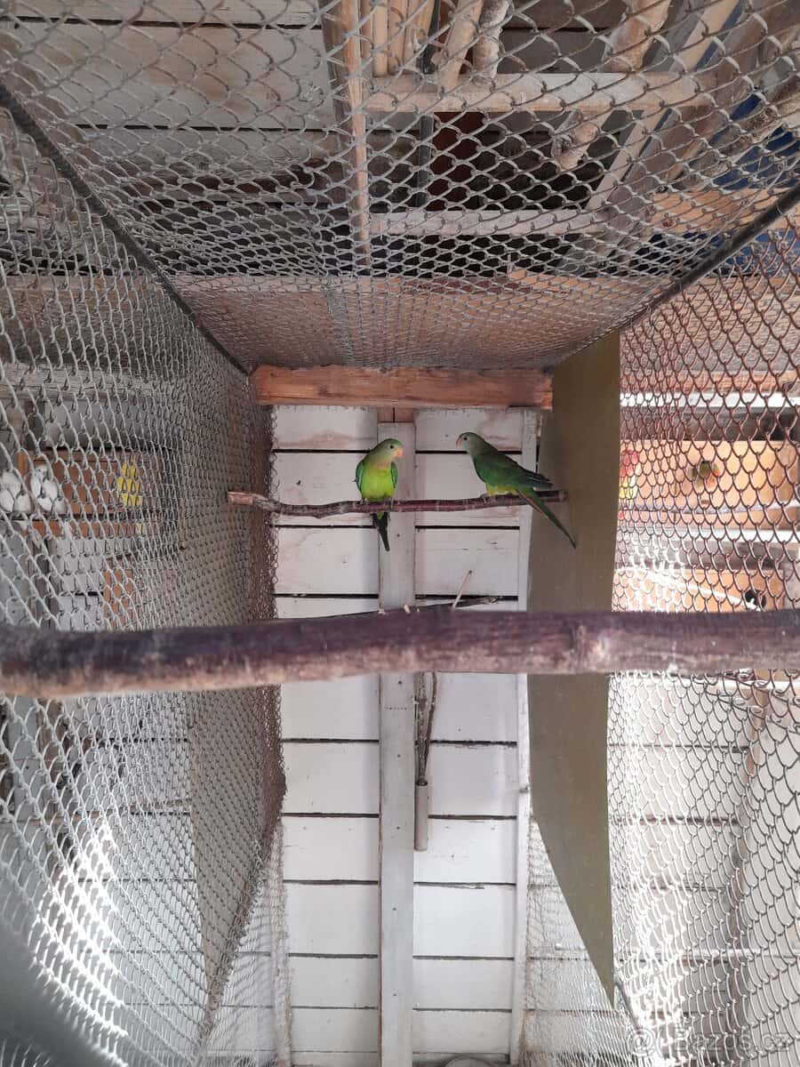 Letošní mláďata 3