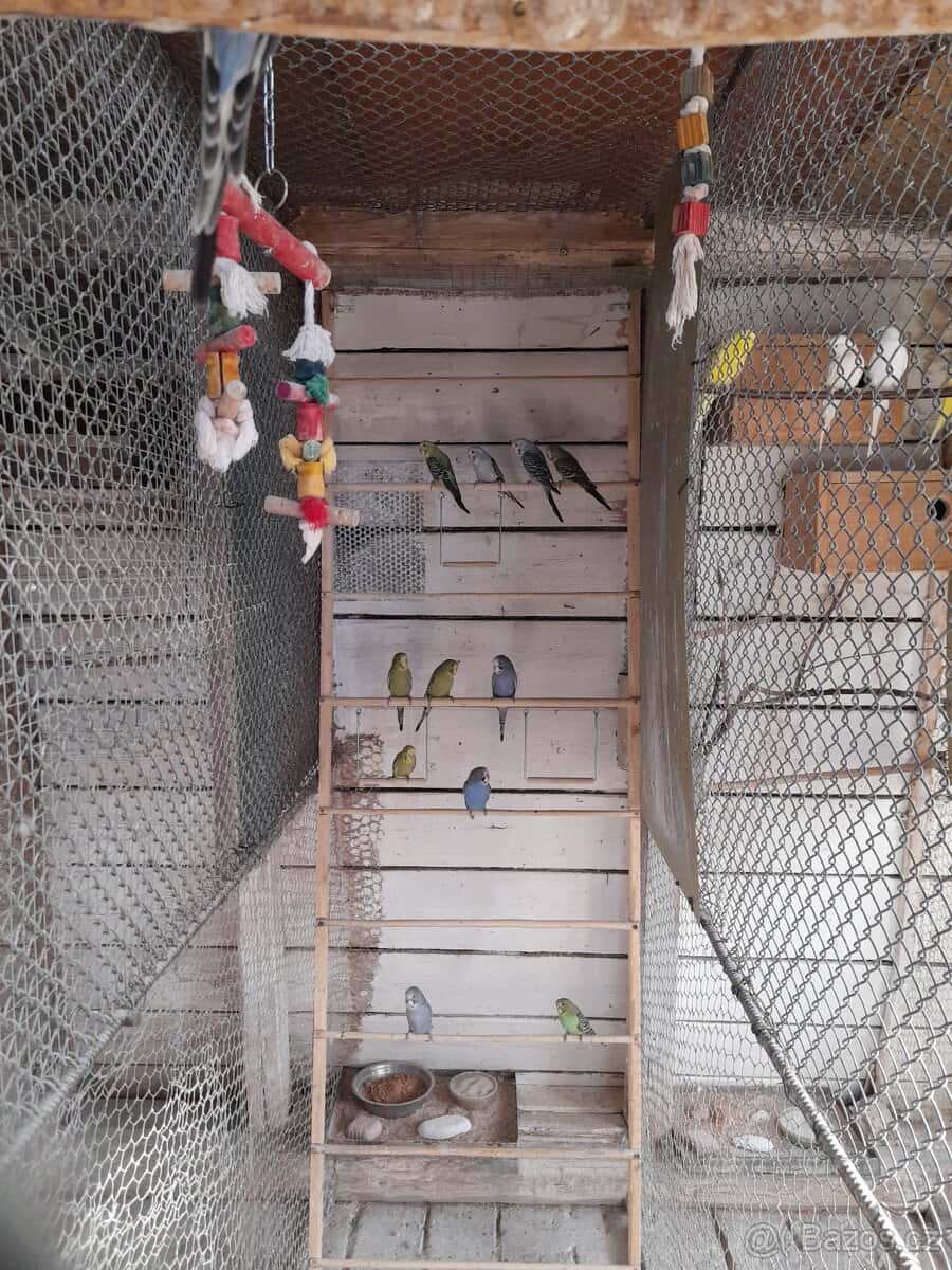 Letošní mláďata 6