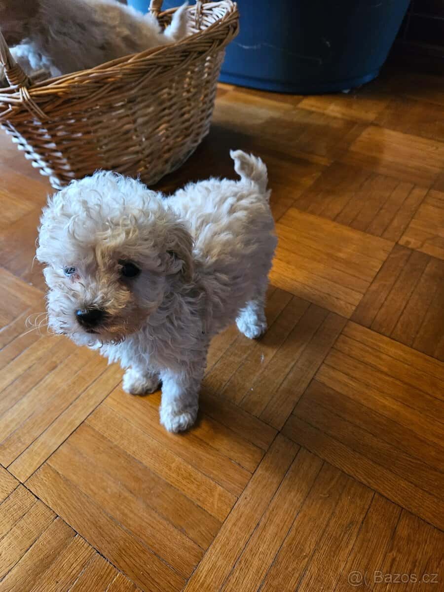 Pudel trpasličí 4