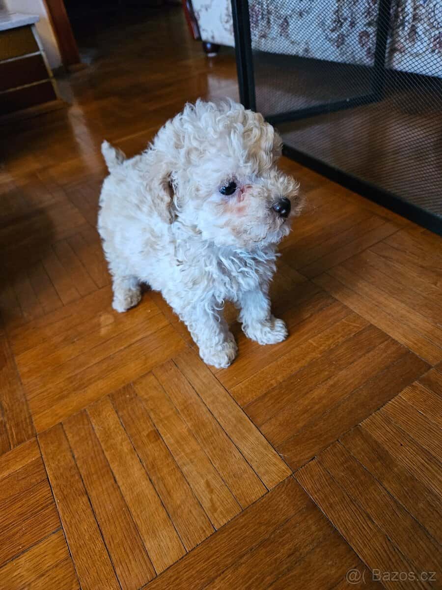 Pudel trpasličí 5