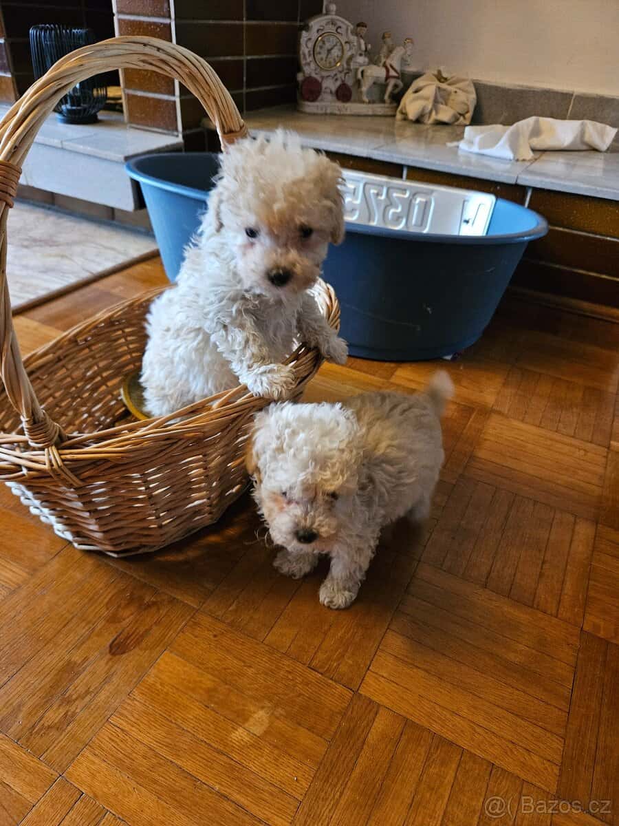 Pudel trpasličí 7