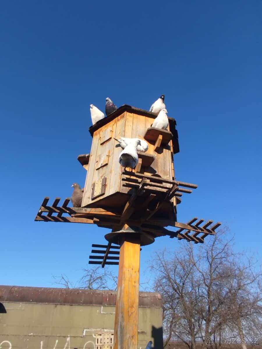 prodám holubi 3
